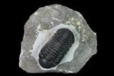 Nice, Austerops Trilobite - Visible Eye Facets #165900-1